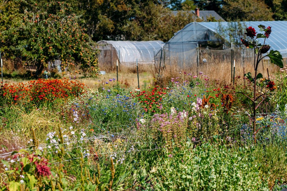Soil Studio farm on Lopez Island