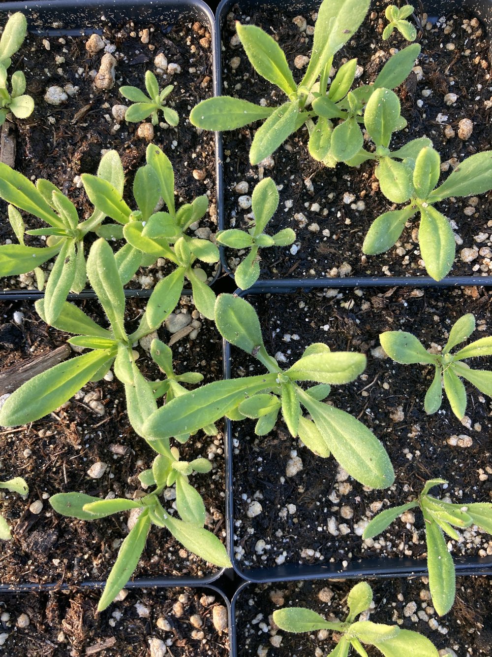 Flower starts for home gardens